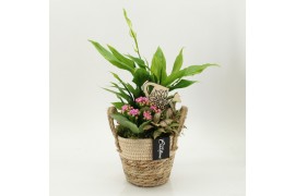 Arrangementen kamerplanten FDCR-2617RZ Basic Fundamentals 3 pp