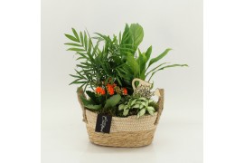 Arrangementen kamerplanten FDCR-2618OR Basic Fundamentals 4 pp