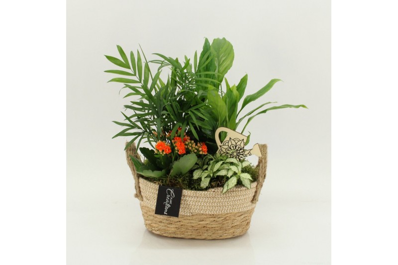 Arrangementen kamerplanten FDCR-2618OR Basic Fundamentals 4 pp 