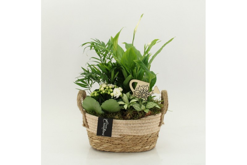 Arrangementen kamerplanten FDCR-2618W Basic Fundamentals 4 pp 