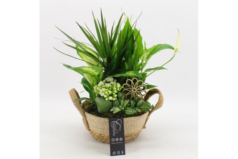 Arrangementen kamerplanten FDCR-2619W Basic Fundamentals 5 pp 