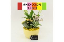 Arrangementen kamerplanten FDCR-2607M Basic Fundamentals 3 pp