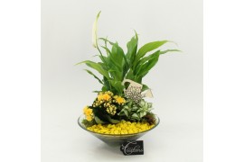 Arrangementen kamerplanten FDCR-2602G Basic Fundamentals 3 pp