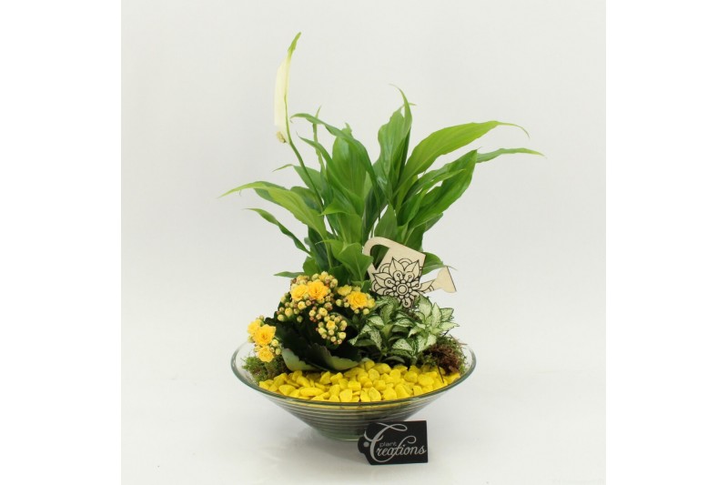 Arrangementen kamerplanten FDCR-2602G Basic Fundamentals 3 pp 