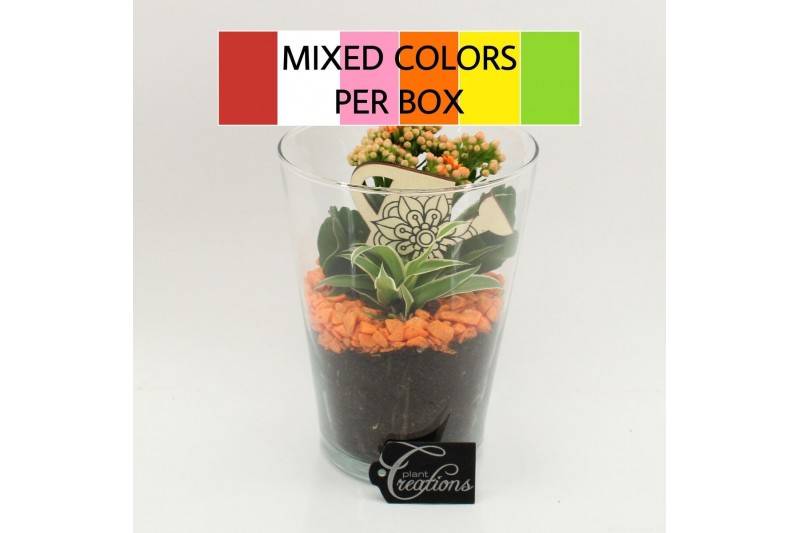 Arrangementen kamerplanten FDCR-2604M Basic Fundamentals 2 pp 