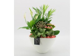 Arrangementen kamerplanten FDCR-2611RZ Basic Fundamentals 4 pp