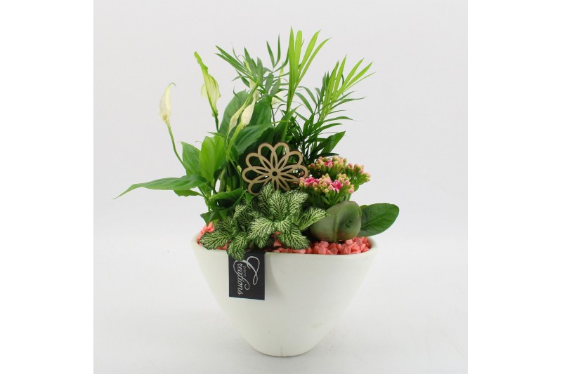 Arrangementen kamerplanten FDCR-2611RZ Basic Fundamentals 4 pp 