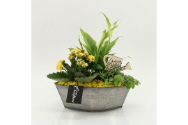 Arrangementen kamerplanten FDCR-2614G Basic Fundamentals 3 pp