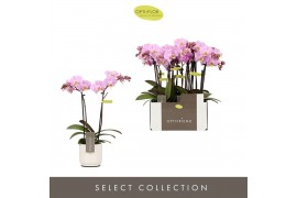 Phalaenopsis multiflora roze Optifriend Fenna 2 spike in Lazio White 1