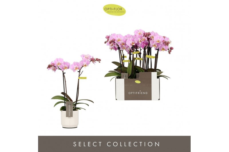 Phalaenopsis multiflora roze Optifriend Fenna 2 spike in Lazio White 1 