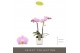 Phalaenopsis multiflora roze Optifriend Fenna 2 spike in Lazio White 1 