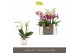 Phalaenopsis multiflora mix Optifriend Mix 2 spike in Lazio White 10 b 