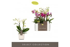 Phalaenopsis multiflora mix Optifriend Mix 2 spike in Lazio White 10 b