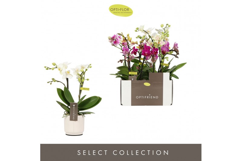 Phalaenopsis multiflora mix Optifriend Mix 2 spike in Lazio White 10 b 