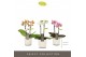 Phalaenopsis multiflora mix Optifriend Mix 2 spike in Lazio White 10 b 