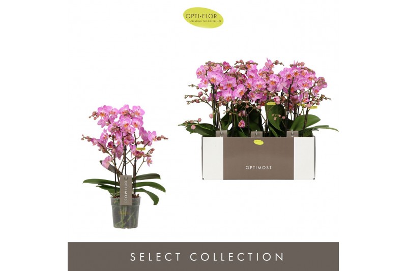 Phalaenopsis multiflora honeybee Optimost Honeybee 3 spike35 bl. 3 tak 