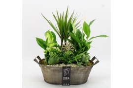 Arrangementen kamerplanten FDCR-2616W Basic Fundamentals 6 pp