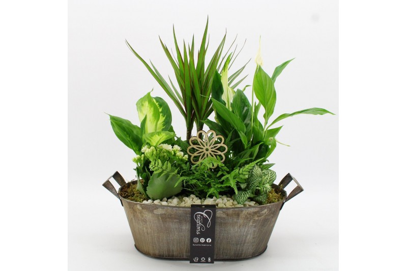 Arrangementen kamerplanten FDCR-2616W Basic Fundamentals 6 pp 