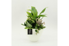 Arrangementen kamerplanten FDCR-2610GR Basic Fundamentals 3 pp