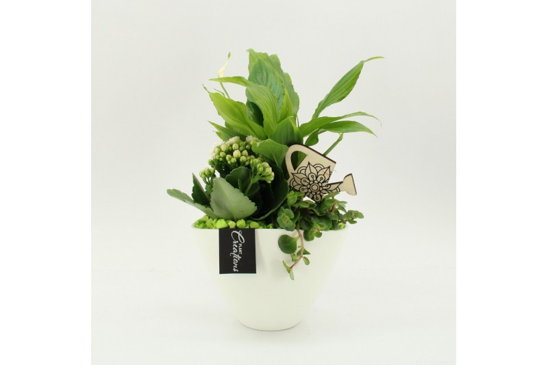 Arrangementen kamerplanten FDCR-2610GR Basic Fundamentals 3 pp 