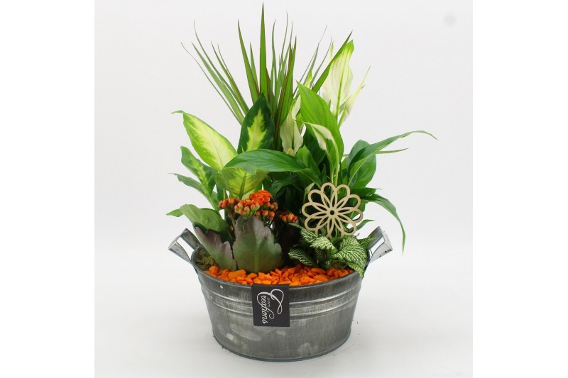 Arrangementen kamerplanten FDCR-2615OR Basic Fundamentals 5 pp 