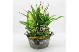 Arrangementen kamerplanten FDCR-2615G Basic Fundamentals 5 pp