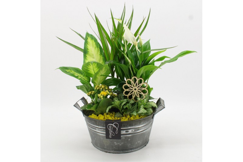 Arrangementen kamerplanten FDCR-2615G Basic Fundamentals 5 pp 