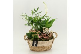 Arrangementen kamerplanten FDCR-2618RZ Basic Fundamentals 4 pp