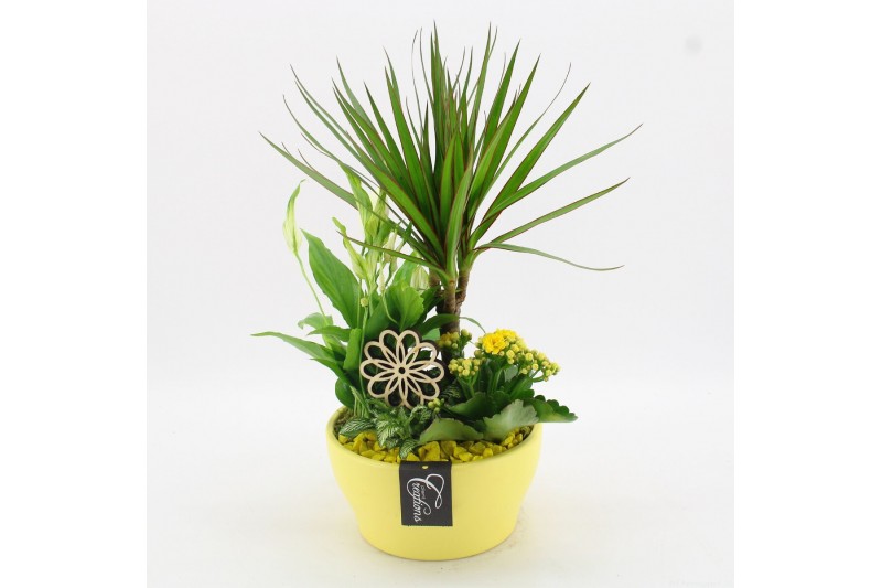 Arrangementen kamerplanten FDCR-2609G Basic Fundamentals 4 pp 