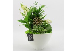 Arrangementen kamerplanten FDCR-2611GR Basic Fundamentals 4 pp