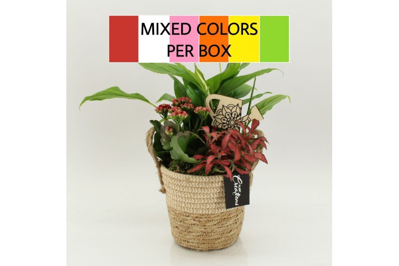 Arrangementen kamerplanten FDCR-2617M Basic Fundamentals 3 pp 