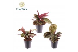 Calathea mix Calathea gemengd