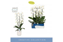 Phalaenopsis wit Fontano Wealth 2 spike in Molise White Aquo18 bl. 2 t