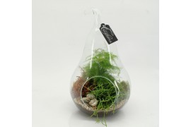 Arrangementen kamerplanten GRCR-2606 Green Essentials terrarium 2 pp