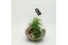 Arrangementen kamerplanten GRCR-2606 Green Essentials terrarium 2 pp