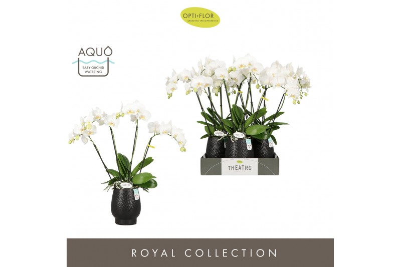 Phalaenopsis wit Theatro Jazz 4 spike in Abruzzo Black Aquo 21 bl. 4 t 