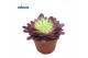 Aeonium Aeonium Mardi Grass1 pp 