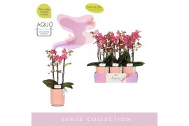 Phalaenopsis multiflora oranje Aromio Floral 3 spike in Salmon Molise 