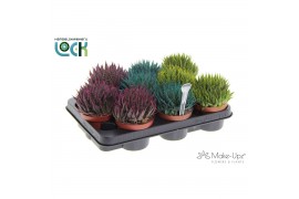 Aloe aristata Aloe Aristata Make Upz mix drie kleuren