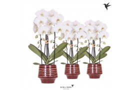 Phalaenopsis elegant cascade Kolibri Orchids Cascade Niagara Fall whit