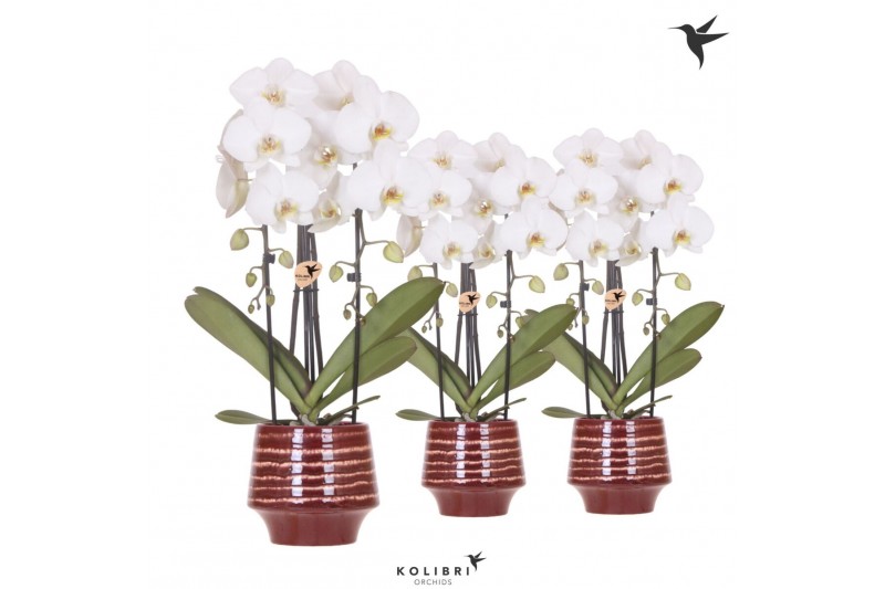 Phalaenopsis elegant cascade Kolibri Orchids Cascade Niagara Fall whit 