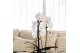 Phalaenopsis elegant cascade Kolibri Orchids Cascade Niagara Fall whit 
