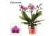 Phalaenopsis multiflora roze Phalaenopsis dazzling Diva 3-4 tak (Decor 