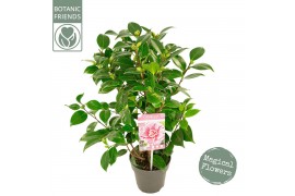Camellia japonica Camellia jap. Bonomiana Premium15 bl.