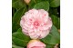 Camellia japonica Camellia jap. Bonomiana Premium15 bl. 
