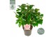 Camellia japonica Camellia jap. Bonomiana Premium15 bl. 