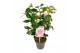 Camellia japonica Camellia jap. Bonomiana Premium15 bl. 