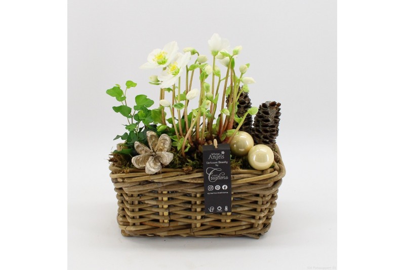 Arrangementen helleborus NHCR-2505 Verboom Helleborus 2 pp 