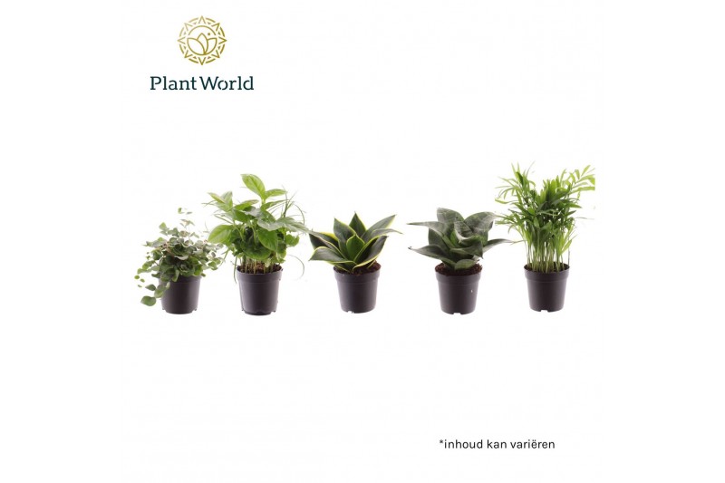 Kamerplanten mix Keen on Green Texas mix 7 cm 1 pp 