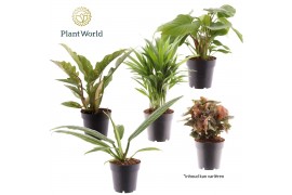 Kamerplanten mix Groenmix Cuba (diverse soorten) 1 pp